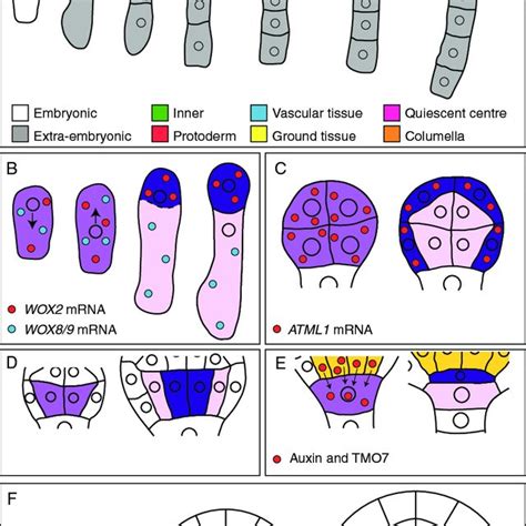 The Cortexendodermis Initial Asymmetric Division Schematic