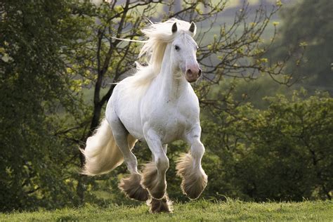 Irish Cob Irish Native Rare Breed Society