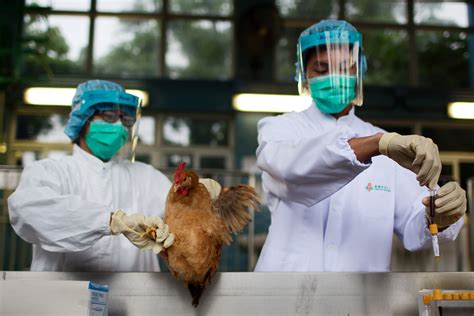 Who Concerned Bird Flu Virus Might Affect Humans More Easily — Mercopress