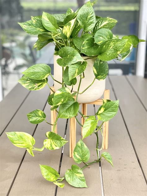 How To Propagate Pothos From Cuttings