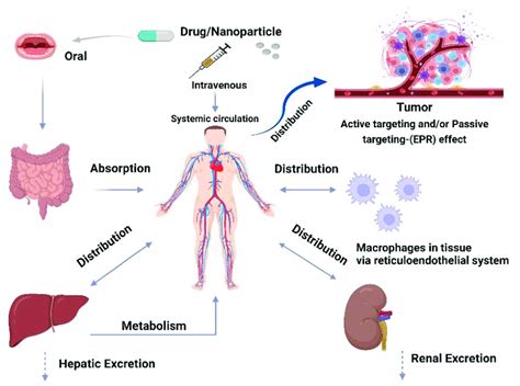 Adme Pharmacokinetics