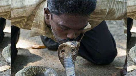 Vava Suresh Keralas Renowned Snake Handler Battling For Life After