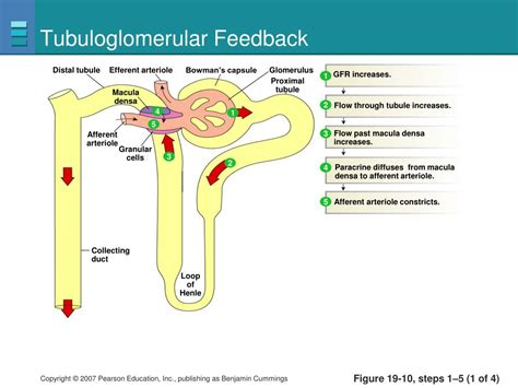 PPT - Tubuloglomerular feedback – Old and New PowerPoint Presentation ...