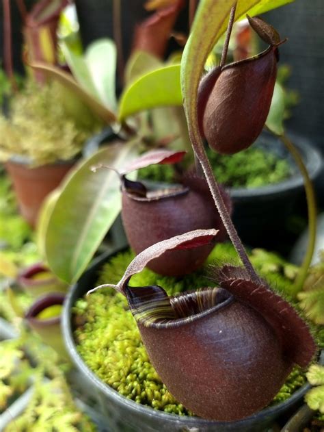 Pitcher Plant Carnivorous Plants Moscow Mule Mugs Flora Succulents