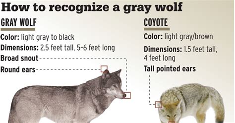 Coyote Wolf Size Comparison