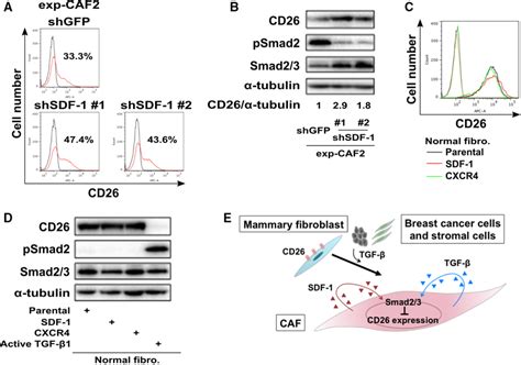 stromal cellderived factor sdf autocrine signaling required