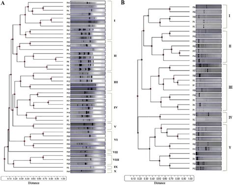 Bacillus Spp Collection Genotyping And Diversity Estimation A