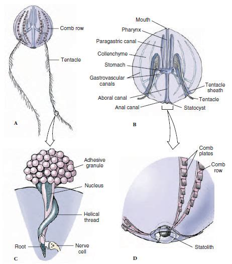 Find Out 37+ Facts On Ctenophora Examples Diagram People Did not Share You. - Maywood75580