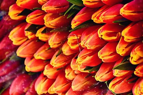 Premium Photo | Colorful spring large bunches of tulips lying on a market stall