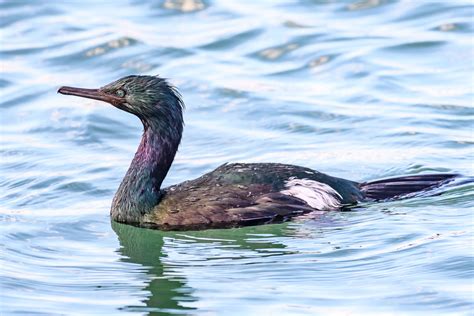 Pelagic Cormorant