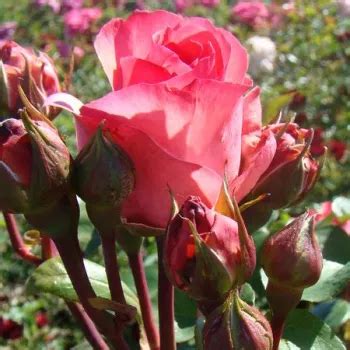 R A Wielkokwiatowa Hybrid Tea R A Z Dyskretnym Zapachem R E