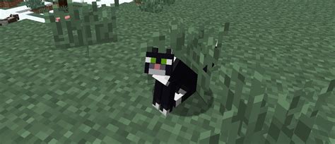 R I P Minecraft Cat Minecrafters