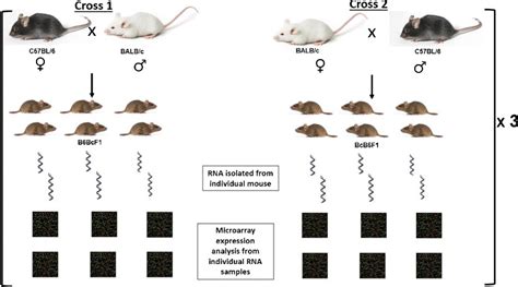 Schematic Representation Of Reciprocal Crosses Between BALB C And