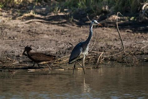 Premium Photo | Grey Heron fishing South Africa