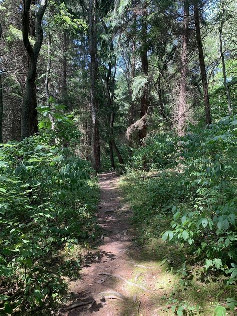 Mineral Springs Loop Trail - Pennsylvania | AllTrails