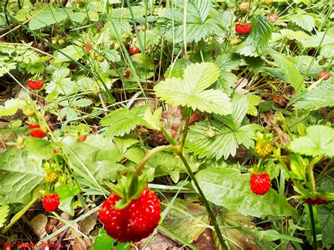 Wild Strawberry Fragaria Vesca Most Wild Strawberries Gr Flickr