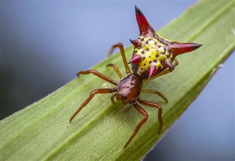 40 Spiders in Tennessee with Pictures and Identification