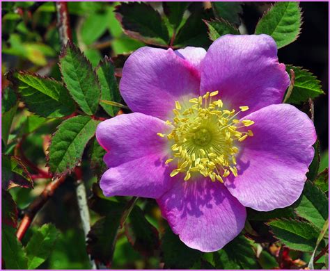 Shutterbugs Capturing The World Around Us Wild Rose Rosa Nutkana