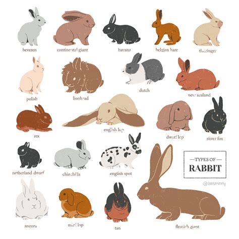 types  rabbit  pictures  jasper biddell blog