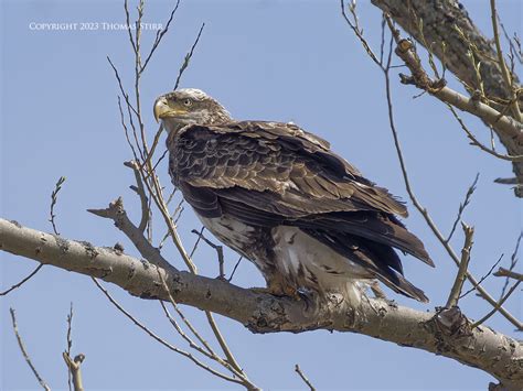 Juvenile Bald Eagle - Small Sensor Photography by Thomas Stirr