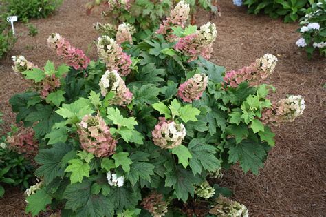 JETSTREAM OAKLEAF HYDRANGEA – Hinsdale Nurseries – Welcome to Hinsdale ...