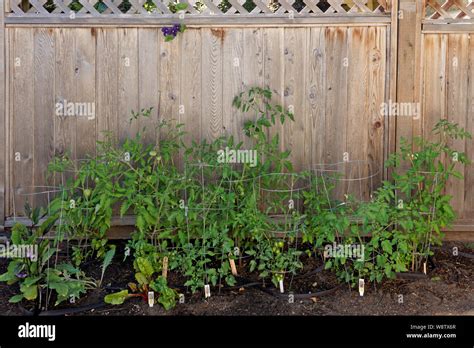 Backyard Vegetable Garden With Organically Grown Tomato Plants Stock