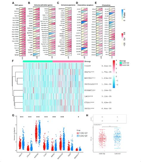 The Co Expression Of TUBA1C With Immune Related Genes And The