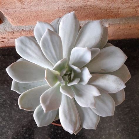 Echeveria Caly Argentea Pote 11 Suculentas Holambra