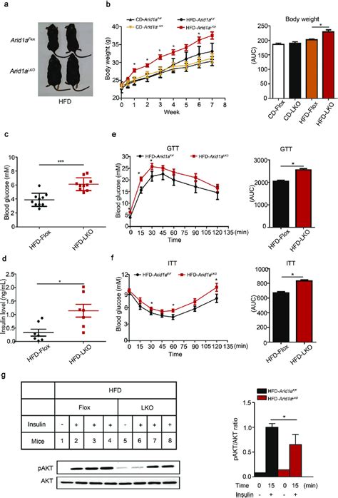 Hepatic Arid A Deletion Alters Glucose Tolerance And Promotes Insulin