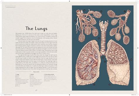 Anatomicum - Jennifer Z Paxton