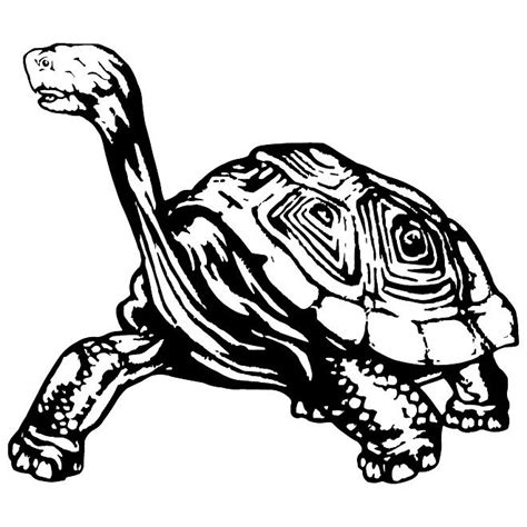 Turtle Vector for Free Download | FreeImages