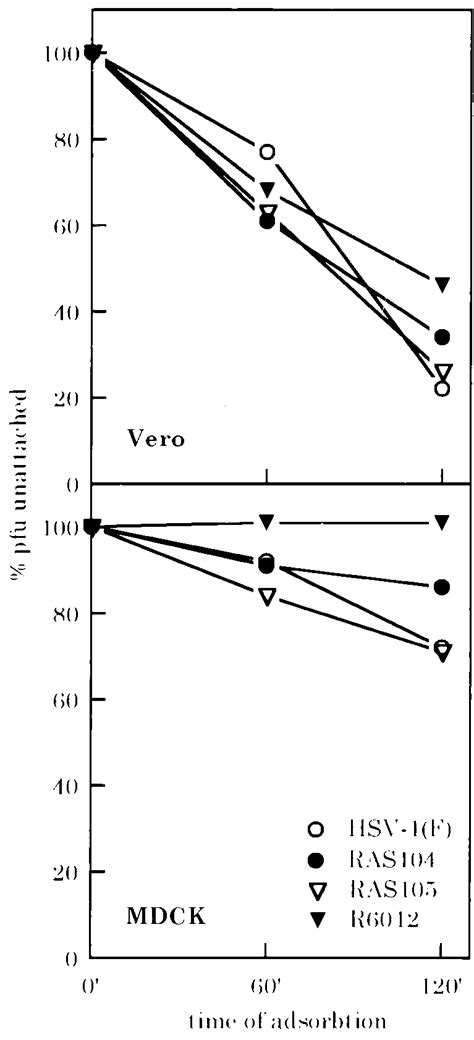 Attachment Of Gg And Wild Type Viruses To Mdck And Vero Cells Pfu Download Scientific