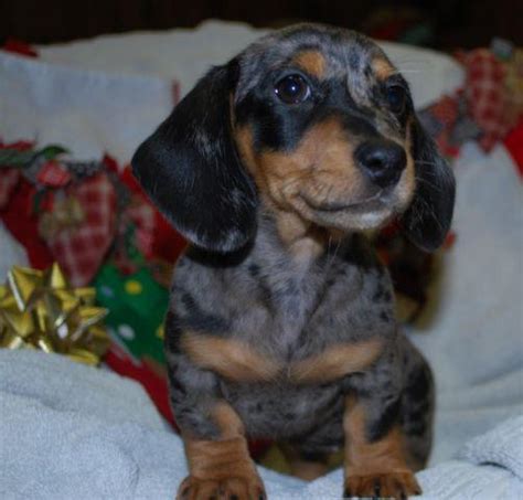 BEAUTIFUL MINIATURE DACHSHUND PUPPY BLACK AND SILVER DAPPLE For Sale