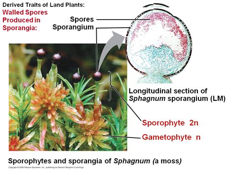 Walled Spores Produced In Sporangia