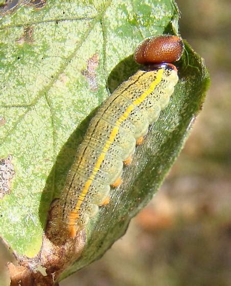 Skipper Larva Bugguidenet