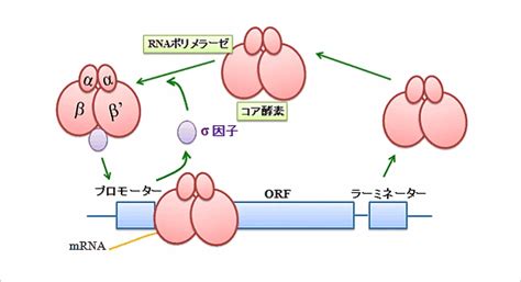 Rnaポリメラーゼとは｜研究用語辞典 研究ネット