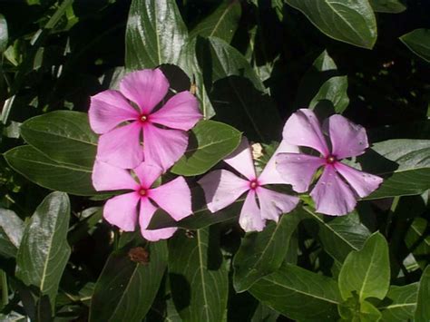 Catharanthus Roseus Madagascar Periwinkle Royal Botanic Garden Sydney