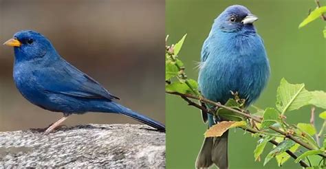 Blue Finch Vs Indigo Bunting The Worlds Rarest Birds