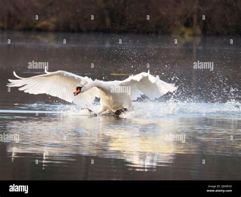 A White Mute Swan Cygnus Olor At Sunrise With Its Wings Outstretched