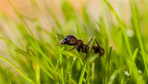 7 Tiny Black Bugs In Grass That Bite