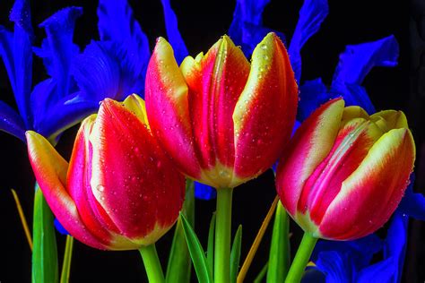 Dew Covered Tulips And Iris Photograph By Garry Gay Fine Art America