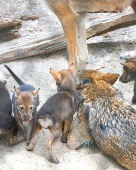 ZooTampa welcomes 4 red wolf puppies : r/wolves