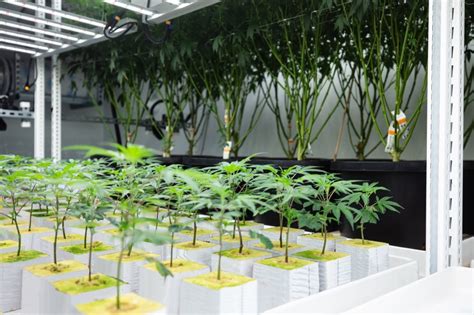 Ask The Budding Botanist What Are Hydroponics In Cannabis