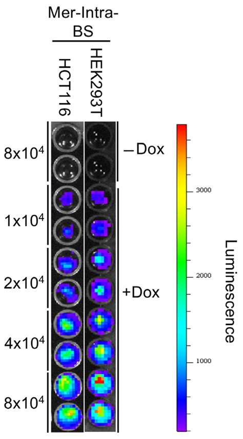 Ijms Free Full Text Development Of Novel Bioluminescent Biosensors