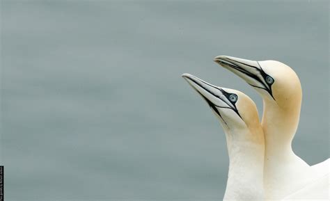 Avian influenza | BTO - British Trust for Ornithology