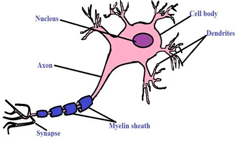 What is the Function and Location of Glial Cells?, Vs Neurons