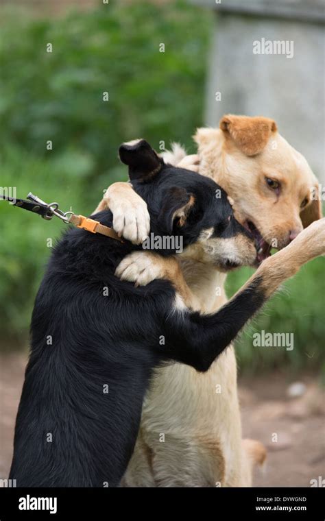 Animals hugging eachother hi-res stock photography and images - Alamy