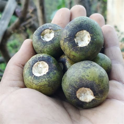 Tiju: Popular wild fruit of Nepal - Think Like A Plant