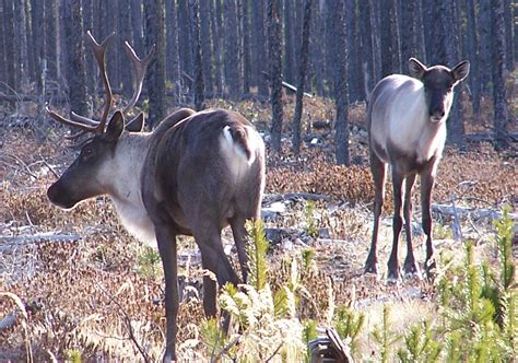 Caribou research highlights: Habitat, Predators and Prey | Landuse