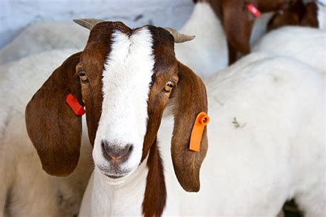 Boer Goat Stock Photos Pictures And Royalty Free Images Istock